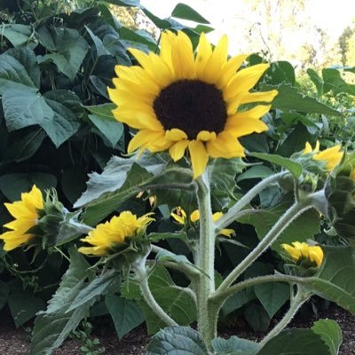 Profile Picture of Tess Woods (@TessWoods6) on Twitter