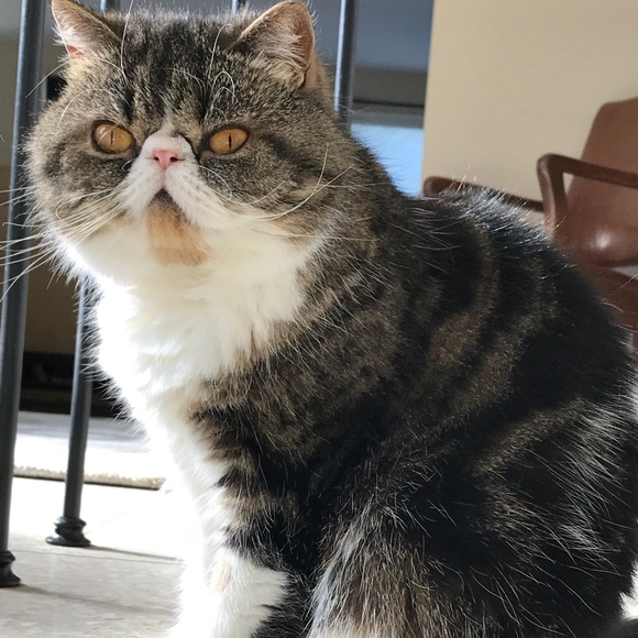 Profile Picture of Cecile Miller (@cmills425) on Poshmark