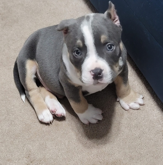 Profile Picture of Oswaldo Gonzalez (@ogonzalezs) on Poshmark