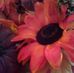 Profile Picture of Susan Matts (@susan.matts.33) on Facebook