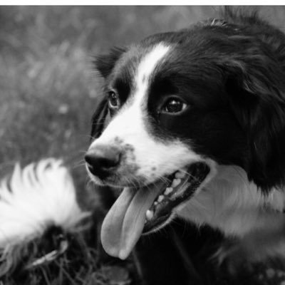 Profile Picture of Chris Ruggles (@ChrisRuggles) on Twitter