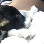Profile Picture of Chase Paw Paw Fitzgerald (@chasepawpaw) on Instagram