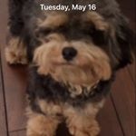 Profile Picture of Scott Pearlman (@scott.pearlman.16) on Instagram