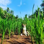 Profile Picture of Dimas Brian (@dimas_brian) on Instagram