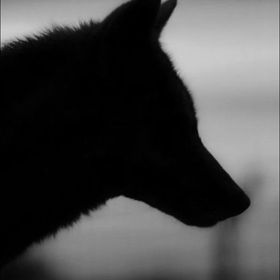 Profile Picture of Laurent (@nicolaslaurent74140) on Pinterest