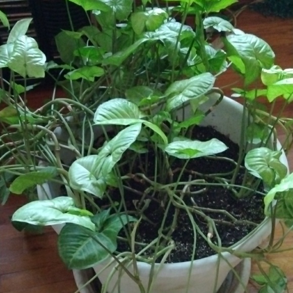 Profile Picture of Runae Davis (@runaedavis) on Poshmark