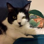 Profile Picture of Bobster McEntyre (@bobstermcentyre) on Instagram