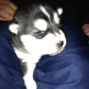 Profile Picture of Lisa Oldfield (@lisaoldfield1269) on Youtube