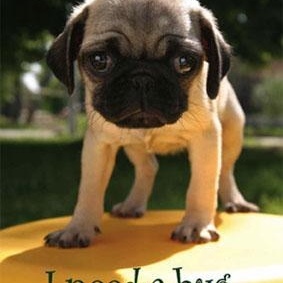 Profile Picture of Ava Rezaian (@397602198) on Myspace