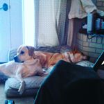 Profile Picture of Joseph dunkelberger (@snuddermado538) on Instagram