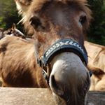 Profile Picture of Alex Wallach (@awallace187) on Instagram