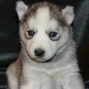 Profile Picture of Bryan Kowalczyk (@klysdale) on Pinterest