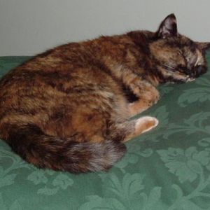 Profile Picture of Jodie Goldsmith (@gingerjodie) on Myspace