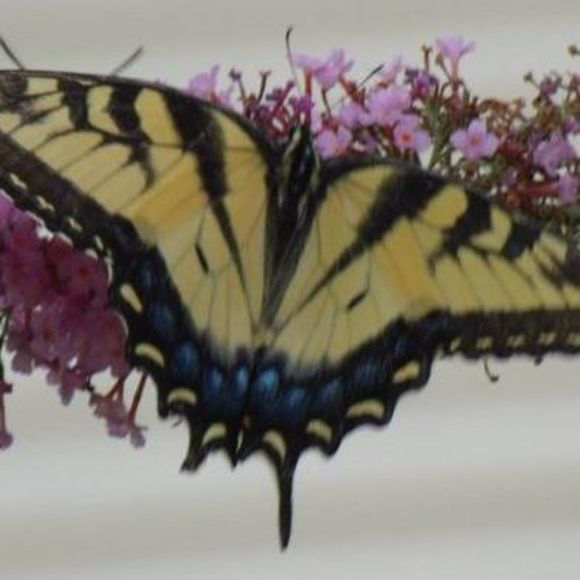 Sheri Leitch - Poshmark Profile Picture of Sheri Leitch (@sleitch65) on Poshmark