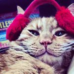 Profile Picture of Richie Ross Joel Booster +More (@radkeycats) on Instagram
