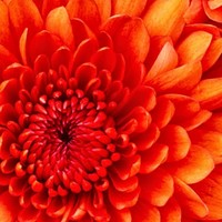 Profile Picture of Rose Perrin-greenwood (@rose-perrin-greenwood) on Quora