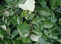 Profile Picture of Tilia tomentosaon Wikipedia