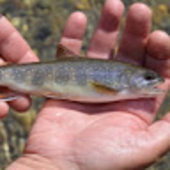 Profile Picture of Lucy Rogers (@lucywhawk) on Poshmark