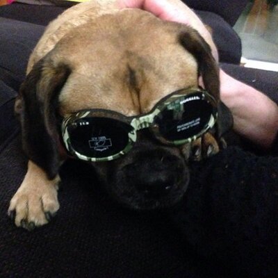 Profile Picture of Marc Pang (@p4ngy) on Twitter