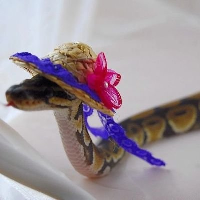 Profile Picture of Paula Con P De Perra (@pandebolsillo) on Twitter