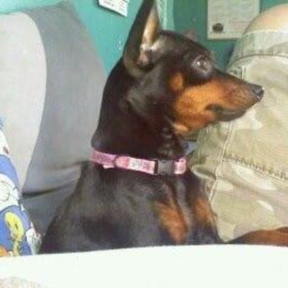 Profile Picture of Lorenzo Ayala (@wolfman5997) on Poshmark