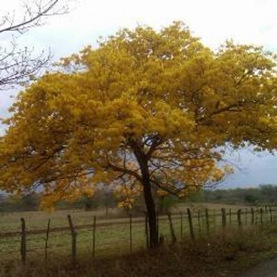 JC Barrios - Twitter Profile Picture of JC Barrios (@CJ5Barrios) on Twitter