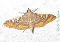 Profile Picture of Prophantison Wikipedia