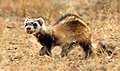 Profile Picture of Steppe polecaton Wikipedia