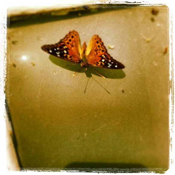 Profile Picture of Tina Lenise (@mssugart) on Poshmark