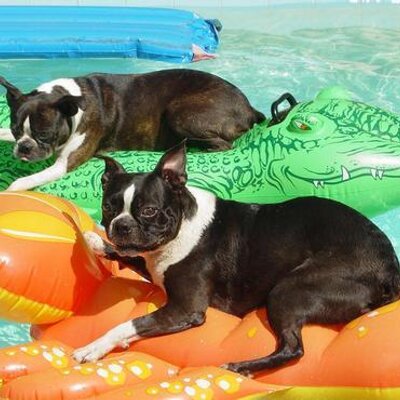 Profile Picture of Leah Daniel (@LeahBetta) on Twitter