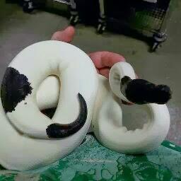 Profile Picture of Carlton Clarke (@clarke_carlton) on Twitter