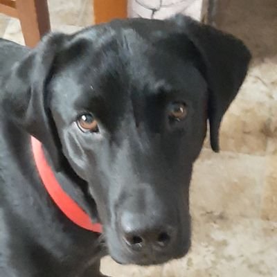 Profile Picture of Kathy R. (@TurksMom49) on Twitter