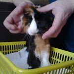 Profile Picture of Морская свинка палыч логинов😀 (@morskaiasvinkapal) on Instagram