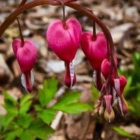 Profile Picture of Lacey Cope (@lacey-cope-2) on Quora