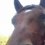 Profile Picture of bruce  bashaw (@brucebashaw) on Instagram