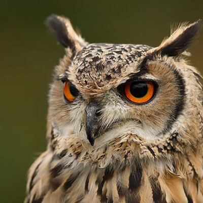 Profile Picture of Ali Murat Hamarat (@@Alimhamarat) on Twitter