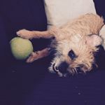 Profile Picture of Maya Baxter (@__mayabear__) on Instagram