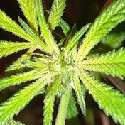 Profile Picture of Demetrius Roberson (@demetriusroberson5859) on Youtube