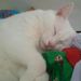 Profile Picture of Deborah Keener Cosgrove (@littleguysmama) on Pinterest