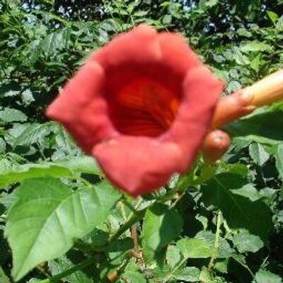 Profile Picture of Nancy Jordan (@NancyJord) on Twitter