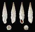 Profile Picture of Albinaria praeclaraon Wikipedia