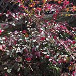 Profile Picture of James Baldridge (@bigbrothers4lawnservices) on Instagram