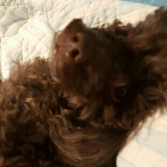 Profile Picture of Debbie Sellers (@poohpaws11) on Poshmark