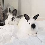 Profile Picture of 🐇Turbo, Buddy & Nibbles🐇 (@turbo_buddy_hoppers) on Instagram