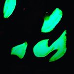 Profile Picture of Daniel Kirkland (@dragonsteeler13) on Instagram