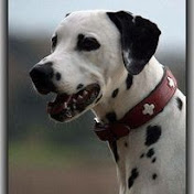 Profile Picture of Silke Simon (@silkesimon2769) on Youtube