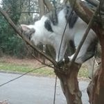 Profile Picture of Connor English (@froghighpriest) on Instagram