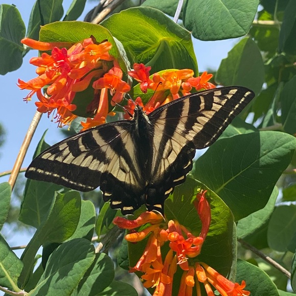 Roxanne Cano - Poshmark Profile Picture of Roxanne Cano (@roxanne_cano) on Poshmark