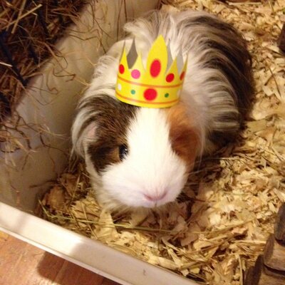 Profile Picture of Julia Seddon (@bunnyhuggler) on Twitter