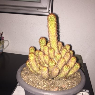 Profile Picture of Beatrice (@BeatrizCanoBom1) on Twitter